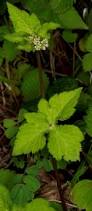 Image result for Sanicula elata