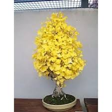 All facts about care, location, planting, pests and varieties. Buy Seeds Bonsai Seed Ginkgo Biloba Gingko Maidenhair Tree Online Get 14 Off