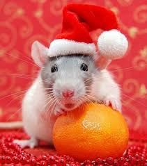 Xmas Rat Christmas Animals Cute Rats Animals Friends
