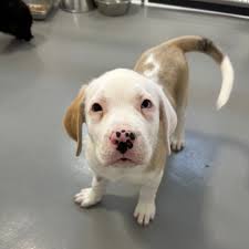 🔔 We have over 15 available puppies for adoption right now! 🔔 Join us for  our puppy party tomorrow from 1