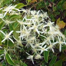 Of the seven species found here, c. Clematis Pubescens View All Natives Australian Seed