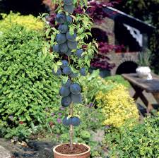 They are characterized by a rich harvest in relation. Columnar Fruit Trees Create Your Own City Orchard With These Amazing Dwarf Fruit Trees