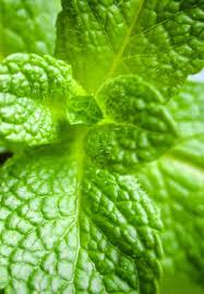 Image result for Trigonella anguina