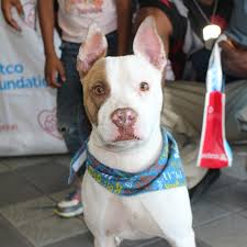 Save residence inn by marriott amelia 7030 bonneval road, jacksonville, fl. Adopt A Pet At The First Coast No More Homeless Pets Mega Adoption