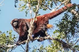 Image result for Platycoryne mediocris