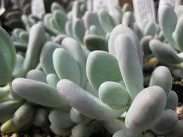Sansevieria cv 'silver bush' ('silver prince'). Pachyphytum Oviferum Pachyphytum Moon Silver Pachyphytum Opalina Moonglow Plant Lust