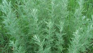 Image result for Artemisia afra