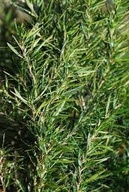 Image result for Cliffortia