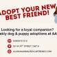 Anchorage Dog & Puppy Adoption Event event image