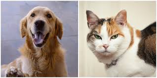 Furthermore, there is data that suggests that dogs seem to be better at curing loneliness than cats. Science Just Proved That Dogs Are Better Than Cats And We Re Not Going To Disagree Maxim