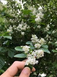 We did not find results for: Wild Charlotte Nc Usa Many Branched Tree With Four Tiny White Petals Per Flower Smells Amazing Trees Possibly 15 20ft Tall Whatsthisplant