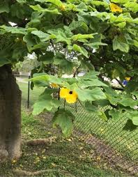 Image result for Teramnus uncinatus