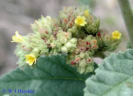 Image result for Waltheria indica
