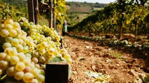 Care cresc pe langa casa sau care se pot cumpara.calitatea vinului depinde de soiul de vita si de gradul de coacere.strugurii trebuie culesi la maturitate deplina. Vin De CasÄƒ Din Struguri Sau Din Must Care VariantÄƒ E Mai AvantajoasÄƒ