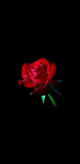 Red Roses Black Background Galaxy Note 8 Wallpaper Flowers Black Background Black Background Wallpaper Rose Background