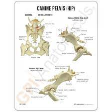 This particular dog uses bully max™ when it comes to the pelvic limb region of the body, there are another seven muscles/muscle groups. Canine Hip Model 9060 Dog Pelvis Anatomy Gpi Anatomicals