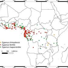 Image result for Cyperus mapanioides