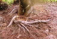 A red maple tree gets its common name from its brilliant red foliage that become the focal point of the landscape in autumn. Girdling Roots No Visible Root Flare Root Growing Around Trunk