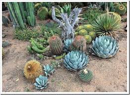 Lapidaria at the b&b cactus farm in tucson, az. Succulents And More Visit To B B Cactus Farm Tucson Az Part 2 Cactus Farm Garden Visits Xeriscape