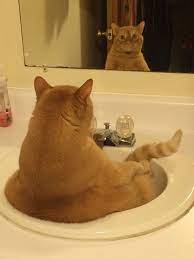 Why Do Cats Go Bonkers When They See Themselves In The Mirror Cattime Funny Cat Memes Funny Animals Funny Cat Pictures