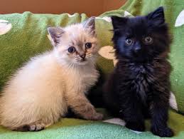 Ladybird Animal Sanctuary On Instagram Some Kitten Cuteness For Your Friday Afternoon Lennie And Frankie Are Doing Kittens Cutest Animal Sanctuary Animals