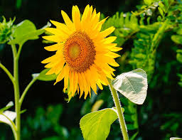 Mustards including wild black mustard and cultivated mustards such as. Growing Sunflowers Fort Collins Nursery