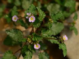 Image result for Melochia corchorifolia