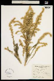 Image result for Microglossa