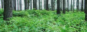 Same day delivered flowers designed by experts. Cedar Hill Group Home Facebook