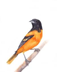 Birds For Sale In Ohio Baltimore Oriole 8x10 Print Of Watercolor Painting Bird Painting Nature Bird Lover Wildl Birds Painting Watercolor Paintings Nature Bird Watercolor Paintings