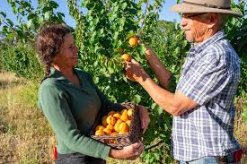 Pest control products containing permethrin will be your best bet. Organic Pest Disease Control For Fruit Trees Grow Great Fruit