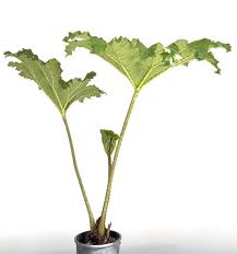 Image result for Gunnera