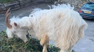 If one brings a goat into his house in a dream, it means that he is inviting poverty into his life. Coronavirus Goats Take Over Empty Streets Of Seaside Town Bbc News