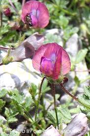 Image result for Cicer