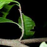 Image result for Petersianthus