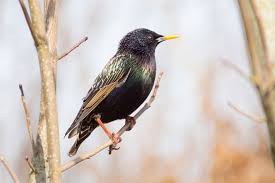 Herrblaumeise Fotolia Com Vogel Im Garten Heimische Vogel Vogel Bestimmen