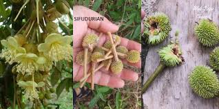 Dgn ini kita perlu pendebungaan bantu utk. 6 Sebab Bunga Dan Putik Durian Gugur Sebelum Matang Dan Cara Mengatasinya Rentas Asia