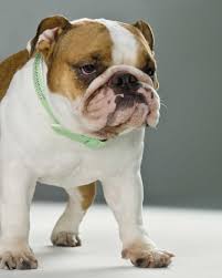 What is called the miniature english bulldog is not a nationally recognized dog breed by kennel clubs like standard size english bulldogs are. Miniature English Bulldog Dog Breed Everything About Miniature English Bulldog