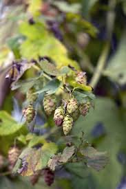 Junge hopfentriebe schlingen sich an einer kletterhilfe hoch. Hopfen Im Garten Pflanzen Und Pflegen Freudengarten
