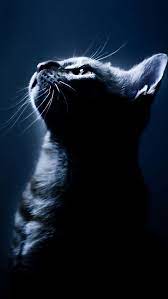 Cat Face Iphone 5s Wallpaper Download Iphone Wallpapers Ipad Wallpapers One Stop Download Cat Background Cat Wallpaper Cat Aesthetic