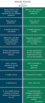 Difference Between Binary Fission And Mitosis Comparison Summary Mitosis Nervous System Anatomy Types Of Neurons