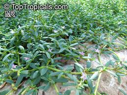 Image result for Sesuvium portulacastrum