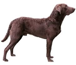 Have questions about breeder warning signs you should look out for? Chesapeake Bay Retriever Dog Breed Facts And Information Wag Dog Walking