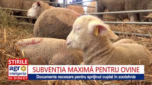 Platile la glovo se fac in fiecare miercuri si joi in functie de cei de la glovo.asa dar in fiecare luni se incepe o saptamana nou. Documente Pentru SubvenÈia MaximÄ La Ovine Youtube