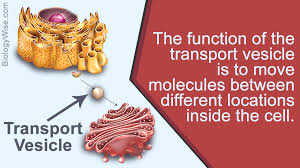 A vesicle is another part of plant and animal cells that transports particles and substances to and from the cell. Functions Of Vesicles Biology Wise