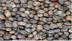 Image result for Schinziophyton rautanenii