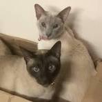 - California Oriental Rescue - ADOPTIONS - Rescue Me!