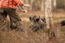 Les différents types de chasses aux sangliers proposés. Cadeau De Chasse Chasse A La Journee Sejour Chasse
