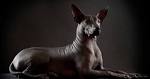 9 Hairless Dog Breeds - Barking Royalty