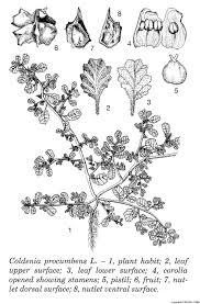 Image result for Coldenia procumbens